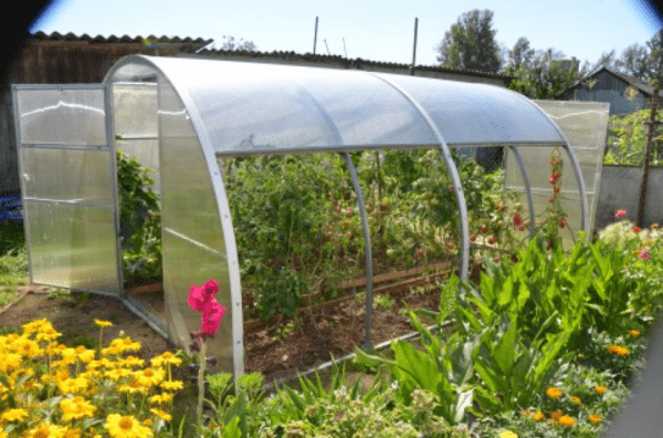 Greenhouse polycarbonate Agroflex TULIPAN